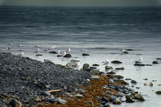 惠州台风后赶海成新潮流，惠州的台风要什么时候来什么时候走